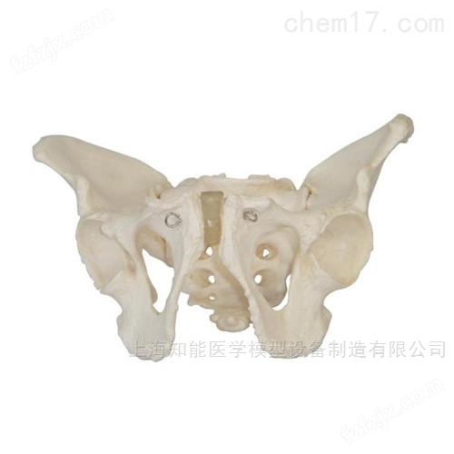 国产骨盆解剖结构示教模型价格